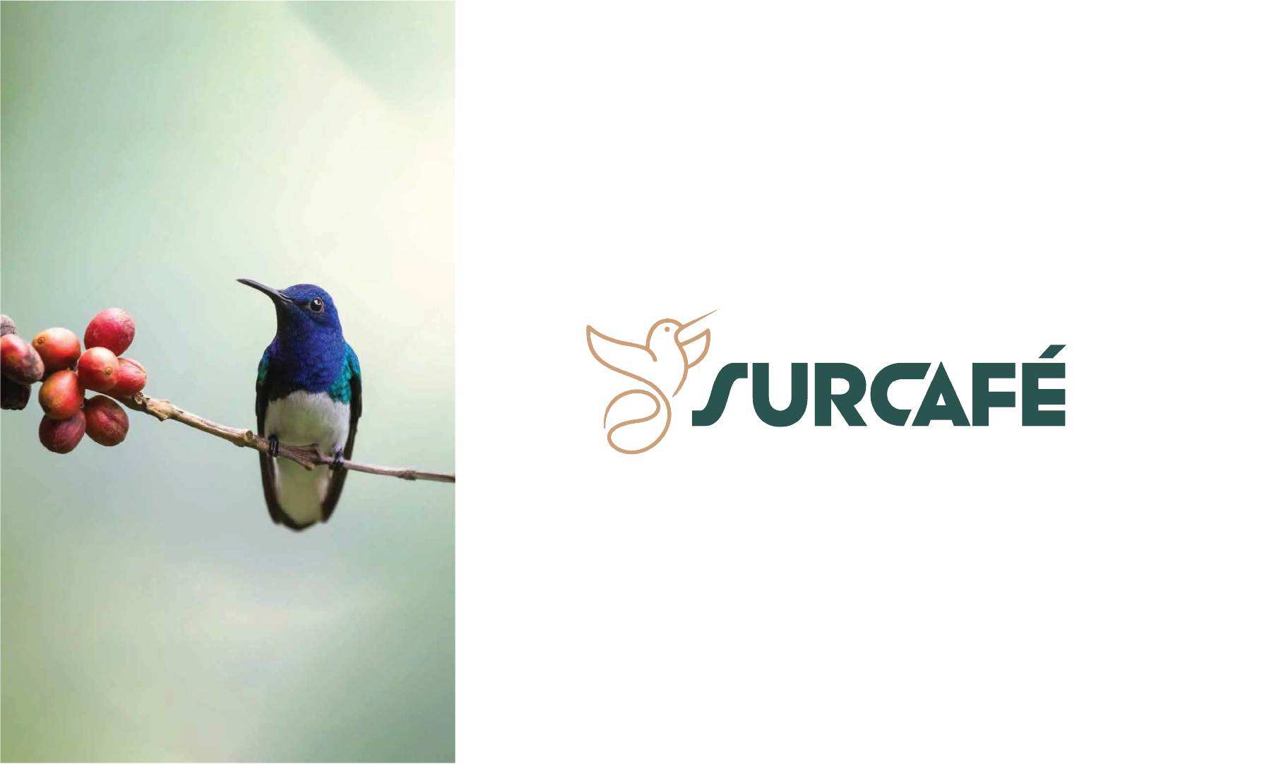 Rebranding ✧ SurCafé